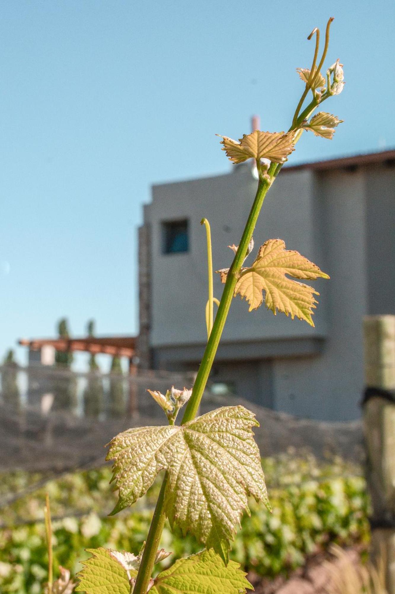 Agrelo Vines Lodge Εξωτερικό φωτογραφία